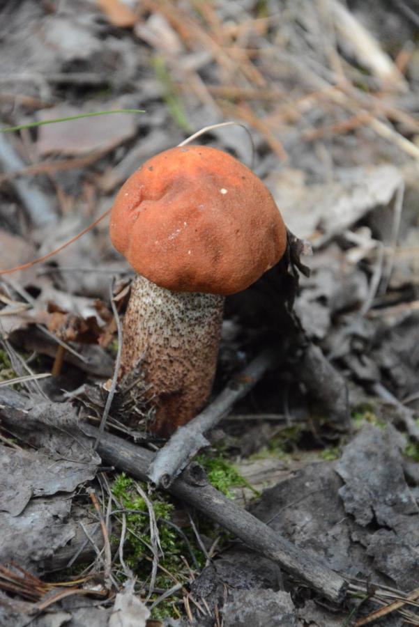 Domki W Wildze Skurcza Exteriér fotografie